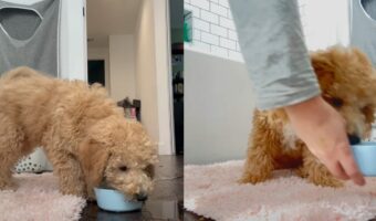 遊び盛りの子犬には水の入ったボウルもオモチャ!はしゃいでいるので周りはビショビショに!!