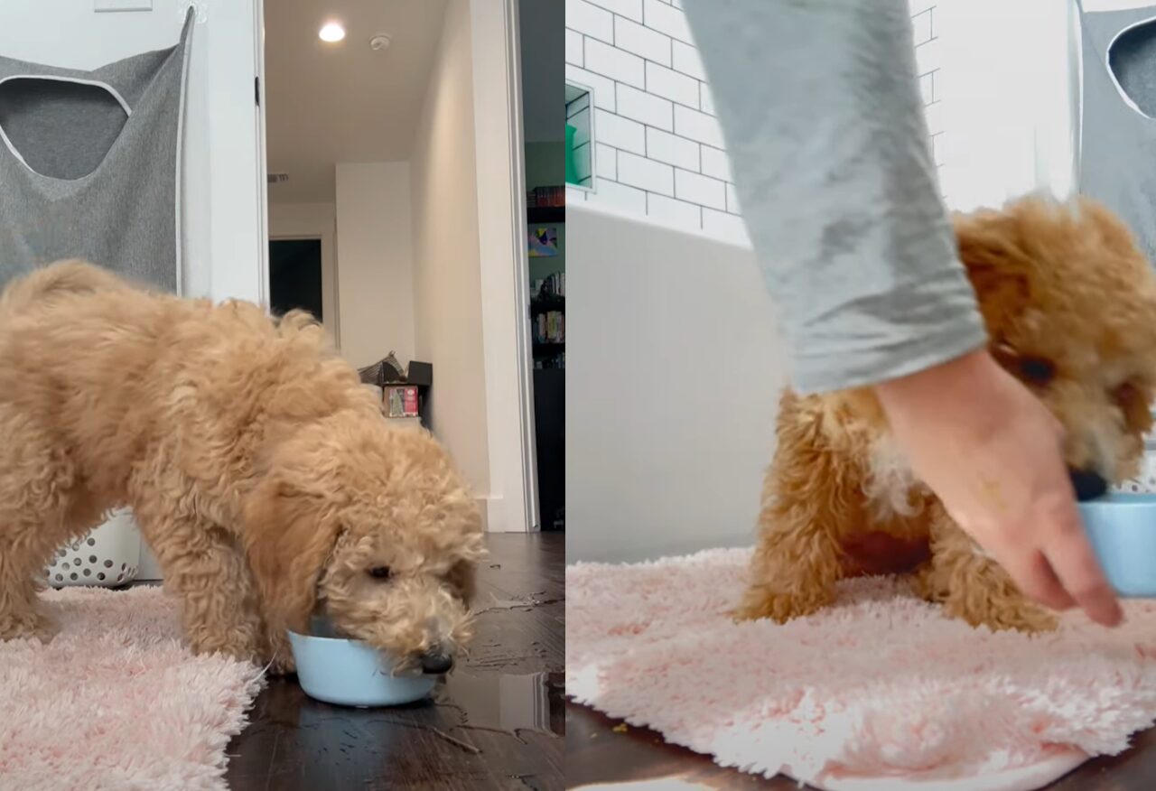 遊び盛りの子犬には水の入ったボウルもオモチャ!はしゃいでいるので周りはビショビショに!!