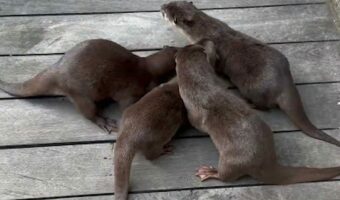 みんな仲良くなれるかな?カワウソたちは、遊びにやって来た初めて会うお友達を前にして・・【海外・動画】