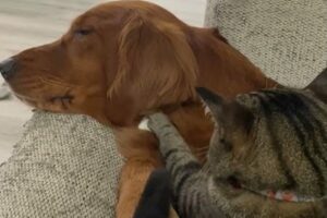 ネコのゆっくり優しいふみふみマッサージ。イヌが気持ちよくて寝ちゃってる！！【アメリカ・動画】