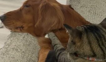 ネコのゆっくり優しいふみふみマッサージ。イヌが気持ちよくて寝ちゃってる!!【アメリカ・動画】