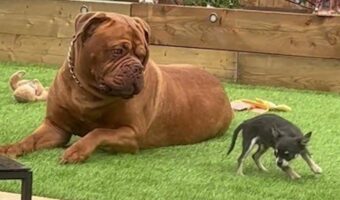 愛犬たちの激しい温度差。一緒に遊びたい小型犬とのんびりくつろいでいたい大型犬【海外・動画】