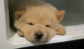 暑くて動きたくない？チャウチャウがじっとしていた場所にビックリ！！【海外・動画】