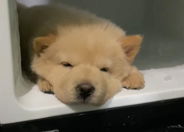 暑くて動きたくない？チャウチャウがじっとしていた場所にビックリ！！【海外・動画】