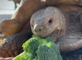 みんなの生きるスピード感の違いを感じる。リクガメがゆっくりブロッコリーを味わっている後ろで追いかけっこ中の子が！！【アメリカ・動画】