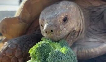 みんなの生きるスピード感の違いを感じる。リクガメがゆっくりブロッコリーを味わっている後ろで追いかけっこ中の子が!!【アメリカ・動画】