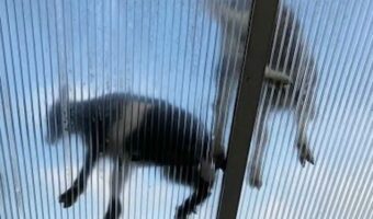 屋根の上にネコ・・ではなくヤギ!?温室の屋根をすべり台にして遊んでる?【海外・動画】