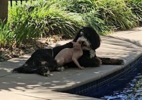 プールサイドでゆっくり。仲良しなバーンドゥードルとスフィンクスキャットにほっこり【海外・動画】