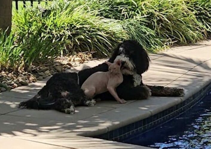 プールサイドでゆっくり。仲良しなバーンドゥードルとスフィンクスキャットにほっこり【海外・動画】