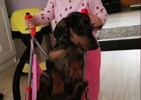 「赤ちゃんのやることだし・・」カートに乗せられたダックスフンドのリアクションは？【海外・動画】