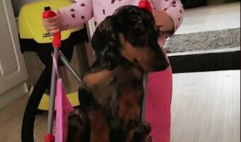 「赤ちゃんのやることだし・・」カートに乗せられたダックスフンドのリアクションは?【海外・動画】