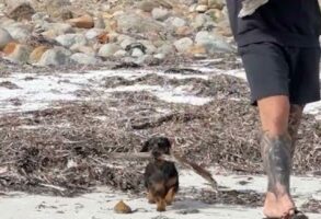 ダックスフンドがキャンプのお手伝い！薪用の枝を意気揚々と運搬中！！【海外・動画】