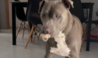 似合っているしかわいい!ひょっこり顔を出したピットブルがくわえているのは・・おしゃぶり!?【海外・動画】