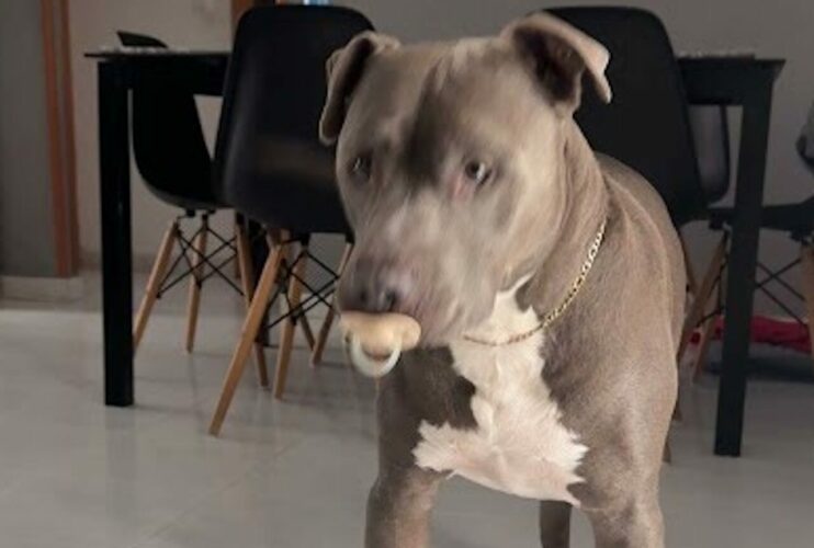 似合っているしかわいい！ひょっこり顔を出したピットブルがくわえているのは・・おしゃぶり！？【海外・動画】