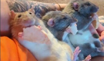 みんなで寝転がってモグモグ。ネズミたちはおやつのリンゴに夢中！！【海外・動画】