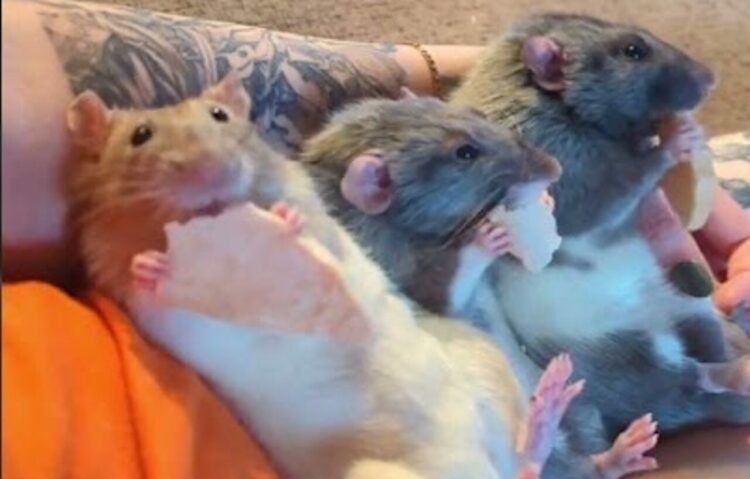 みんなで寝転がってモグモグ。ネズミたちはおやつのリンゴに夢中！！【海外・動画】