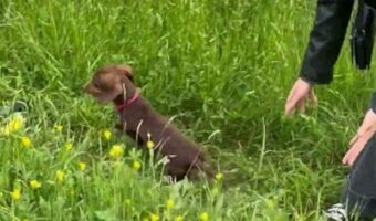 草原を走り回るダックスフンド。背の高い草から時折姿を見せる姿がウサギみたい!!【海外・動画】