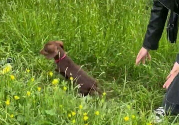 草原を走り回るダックスフンド。背の高い草から時折姿を見せる姿がウサギみたい！！【海外・動画】
