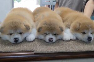 かわいすぎてどうしよう？秋田犬の子犬たちが並んで寝ている様子に「かわいすぎて連れて帰りたい」