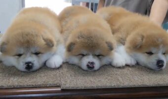 かわいすぎてどうしよう?秋田犬の子犬たちが並んで寝ている様子に「かわいすぎて連れて帰りたい」