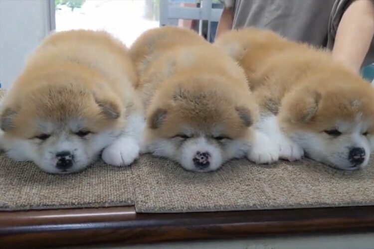 かわいすぎてどうしよう？秋田犬の子犬たちが並んで寝ている様子に「かわいすぎて連れて帰りたい」