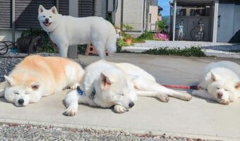 秋田犬が溶ける季節がやってきた!「春のお昼寝いいですねぇ」「みんな溶けててかわいい」