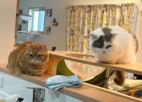 洗い物の心強い援護隊はネコ！？「真剣に見守っくれてる」「洗い残しは許しませんって感じ」