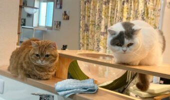 洗い物の心強い援護隊はネコ！？「真剣に見守っくれてる」「洗い残しは許しませんって感じ」