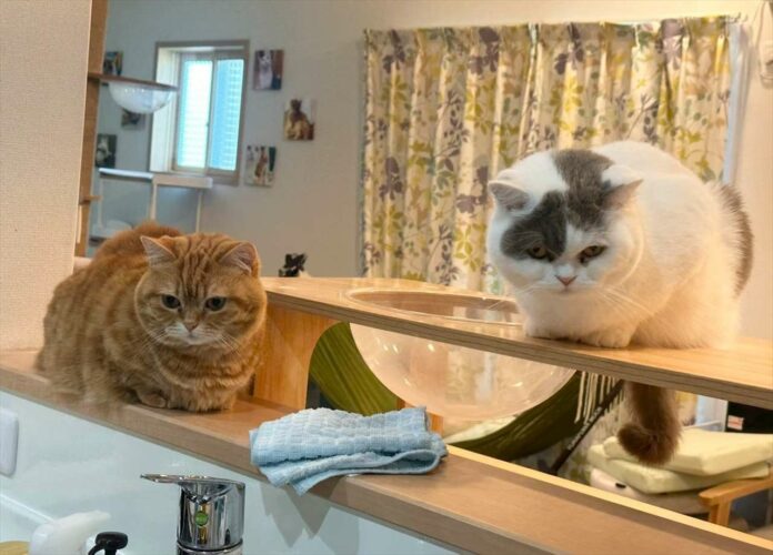 洗い物の心強い援護隊はネコ！？「真剣に見守っくれてる」「洗い残しは許しませんって感じ」