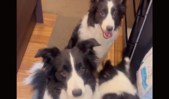 列の先頭に割り込もうとしたボーダーコリー。だけど状況を察したようで・・「お利口さんだね！ちゃんとルール守ってる」