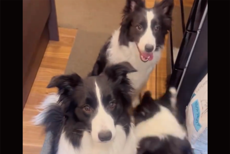 列の先頭に割り込もうとしたボーダーコリー。だけど状況を察したようで・・「お利口さんだね！ちゃんとルール守ってる」