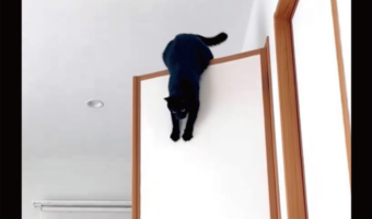着地した黒猫のドヤ顔。かわいすぎるその姿に「運動神経がすごい」「最後のカメラの寄りも良い」