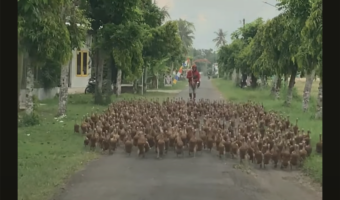 車は一時停止!道いっぱいに広がって向こうからやって来たのは・・【海外・動画】