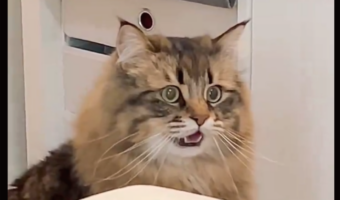 いったい何に気づいてしまったのか・・。あんぐりとしたネコが話題に！「サスペンスドラマのあの音楽をつけたい」