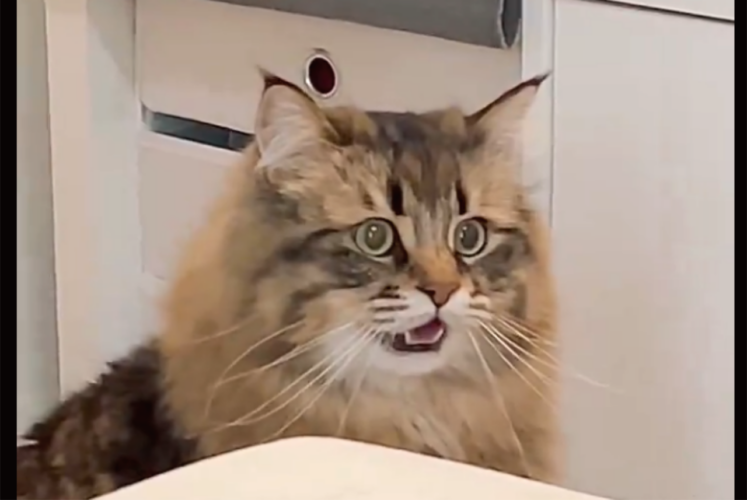 いったい何に気づいてしまったのか・・。あんぐりとしたネコが話題に！「サスペンスドラマのあの音楽をつけたい」