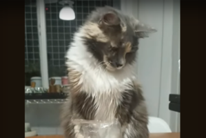 いらニャい！飼い主さんがネコにクッキーを差し出してみたら・・予想外の行動に！【海外・動画】