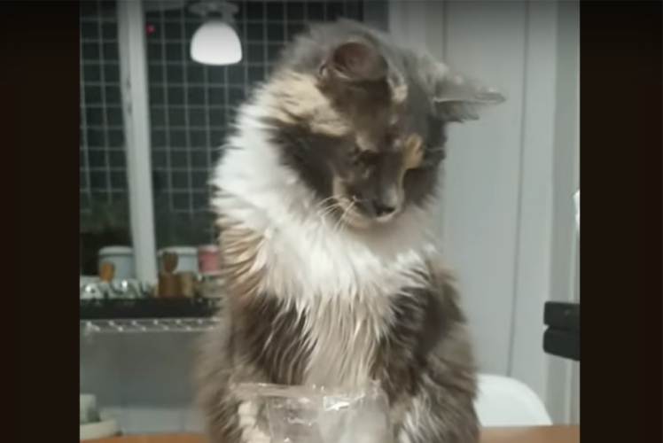 いらニャい！飼い主さんがネコにクッキーを差し出してみたら・・予想外の行動に！【海外・動画】