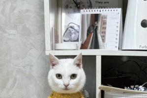 家の中にネコがいない！？と思ったら・・その居場所に「完全に溶け込んでる」「この一体感が最高」