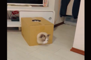 段ボールを被って歩く姿がヤドカリみたい！？ネコの愛らしい行動に「狭いところが好きなんだね」「まだ慣れてないヤドカリさん」