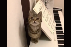 猫がニョキと生えてきた！？譜面台の裏から現れる様子がかわいすぎると話題に「かしげた首と前足がかわいい」「あんよが特にかわいらしい」