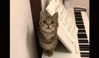 猫がニョキと生えてきた!?譜面台の裏から現れる様子がかわいすぎると話題に「かしげた首と前足がかわいい」「あんよが特にかわいらしい」