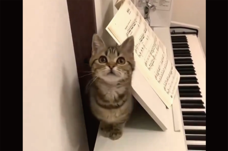 猫がニョキと生えてきた！？譜面台の裏から現れる様子がかわいすぎると話題に「かしげた首と前足がかわいい」「あんよが特にかわいらしい」