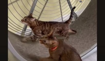 キャットホイールで遊ぶ2匹のネコ。1匹があれ?楽してる??【アメリカ・動画】