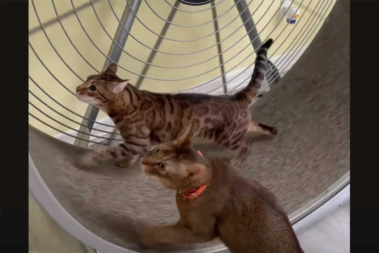 キャットホイールで遊ぶ2匹のネコ。1匹があれ?楽してる??【アメリカ・動画】