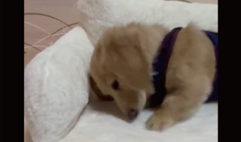 激しくホリホリしていたカニンヘンダックスフンドが不意にパタっ。寝始めた姿に「かわいすぎる」「スイッチが急に切れましたね」