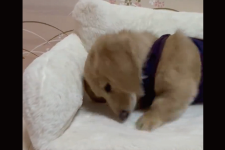 激しくホリホリしていたカニンヘンダックスフンドが不意にパタっ。寝始めた姿に「かわいすぎる」「スイッチが急に切れましたね」