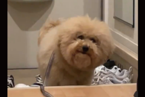 「あの・・・まだ足拭いてないんですが・・・」玄関でじっと待つ愛犬に「待っていてえらい！」「すごくかしこい」