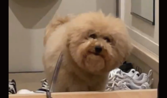 「あの・・・まだ足拭いてないんですが・・・」玄関でじっと待つ愛犬に「待っていてえらい!」「すごくかしこい」