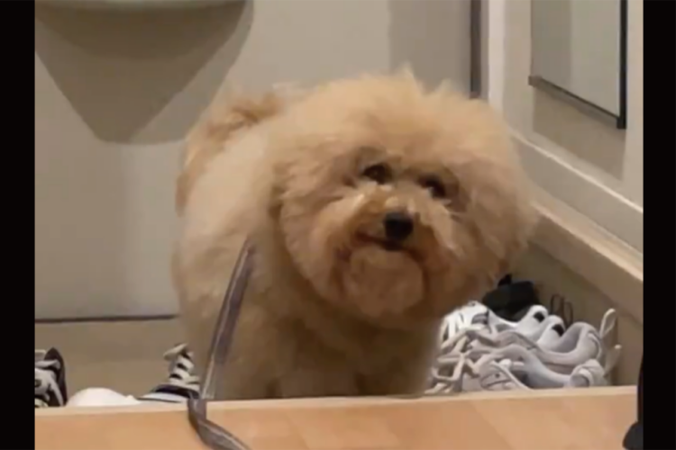 「あの・・・まだ足拭いてないんですが・・・」玄関でじっと待つ愛犬に「待っていてえらい！」「すごくかしこい」