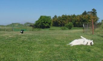 ドッグランを思い思いに満喫する愛犬たち。個性があらわれるその光景が話題に!